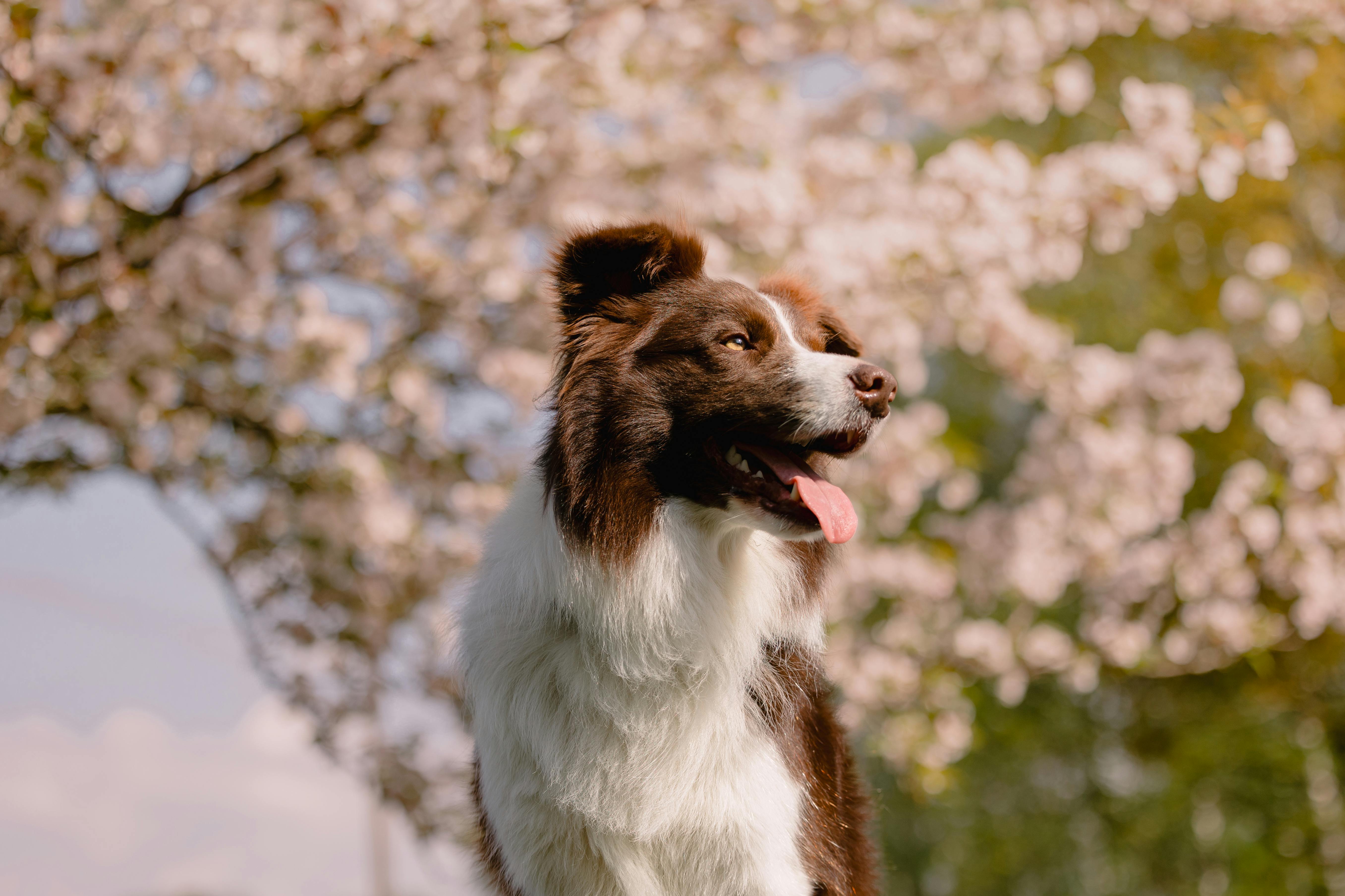 A rescue dog at a community adoption event