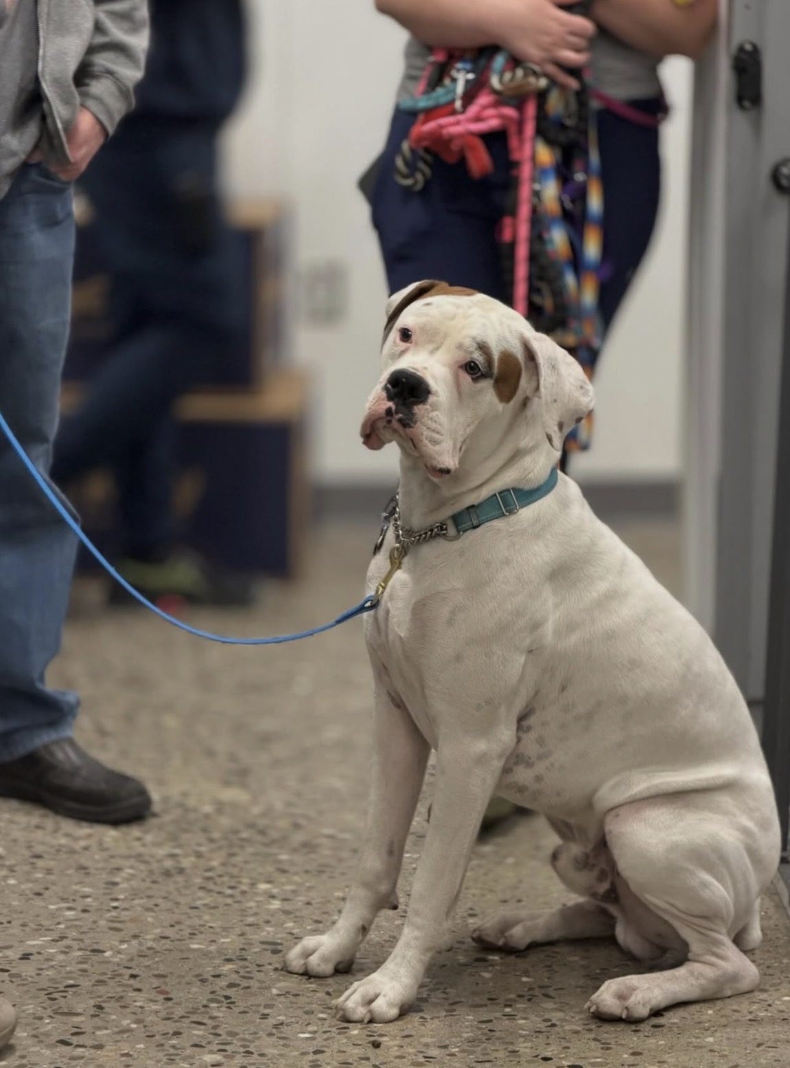 A rescue dog on a leash at a partner animal shelter