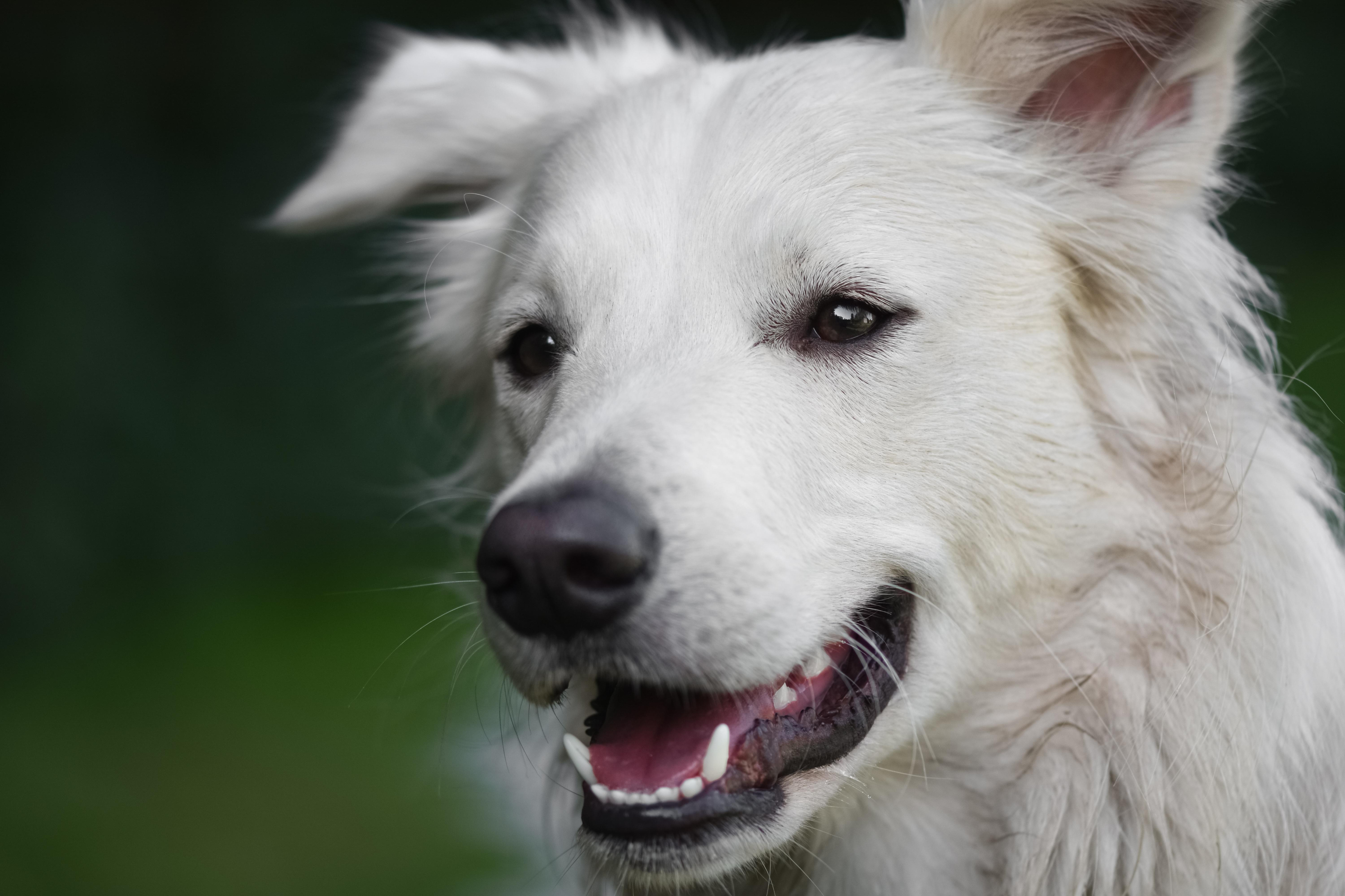 Happy dog