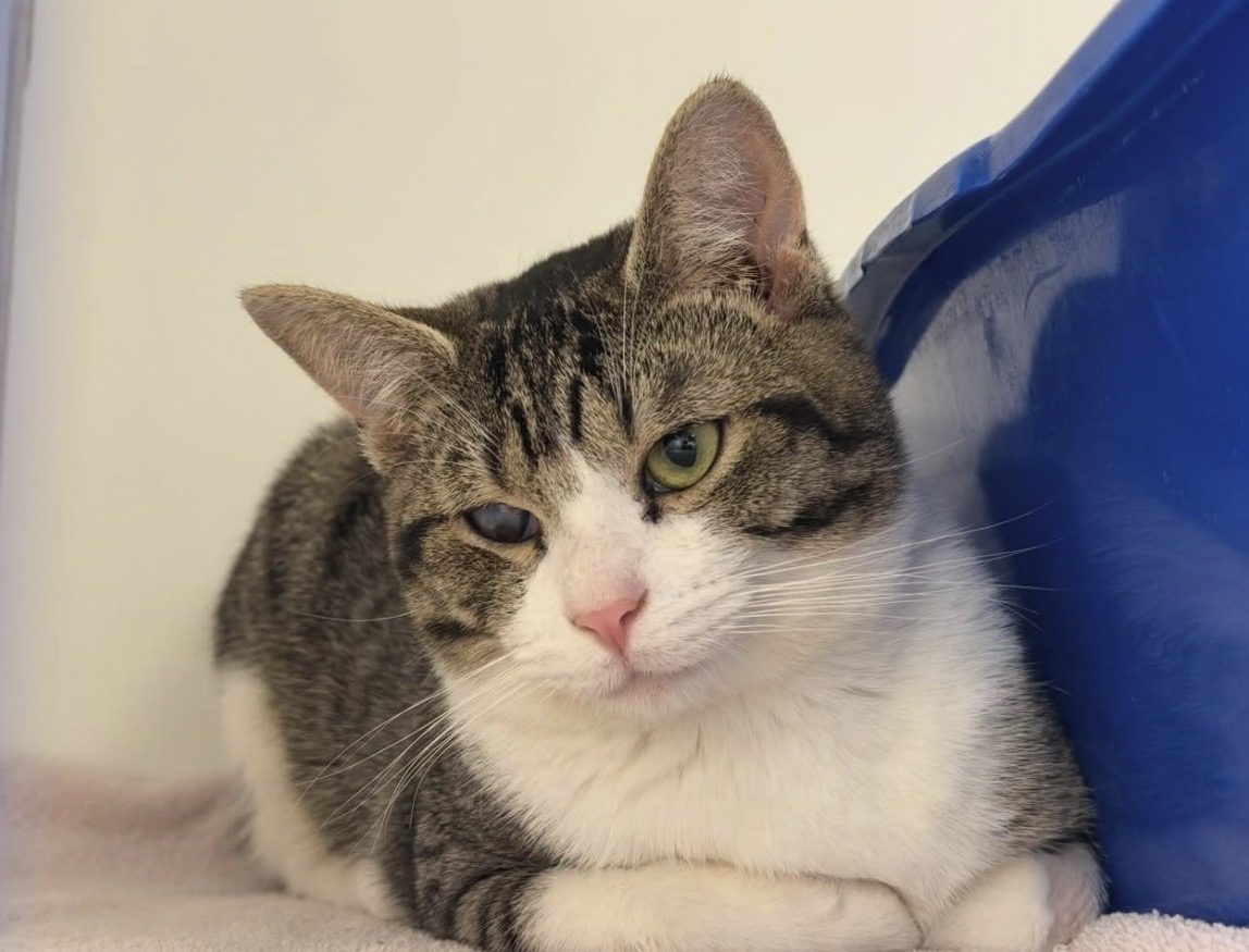 A rescue cat resting at one of our partner animal shelters in Michigan